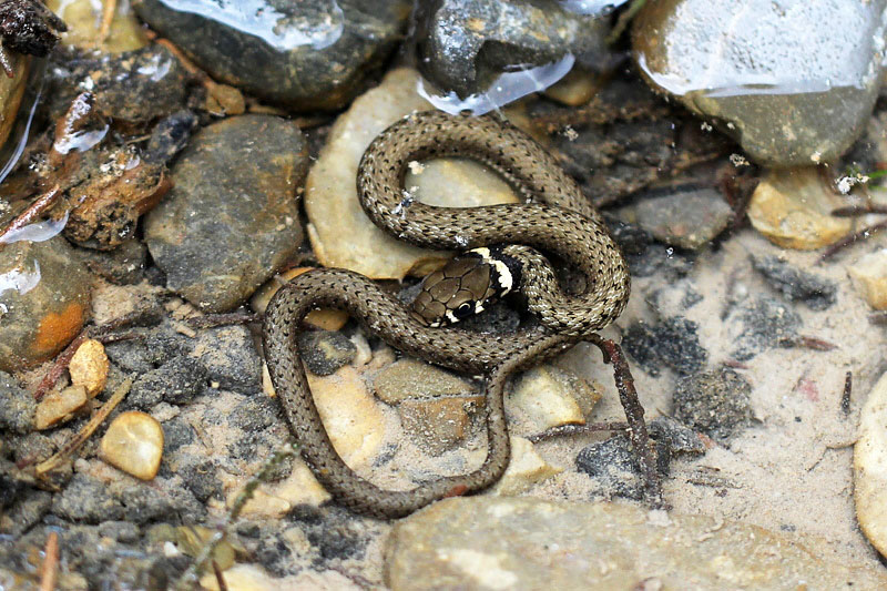 Biscia dal collare (natrix-natrix)